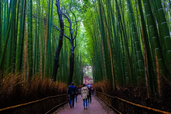 Zielony Bambus Lesie Podróży Tło Arashiyama Kioto Japonia — Zdjęcie stockowe