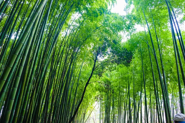 Zielony Bambus Lesie Podróży Tło Arashiyama Kioto Japonia — Zdjęcie stockowe