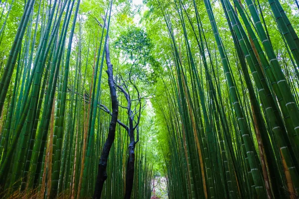 Zielony Bambus Lesie Podróży Tło Arashiyama Kioto Japonia — Zdjęcie stockowe