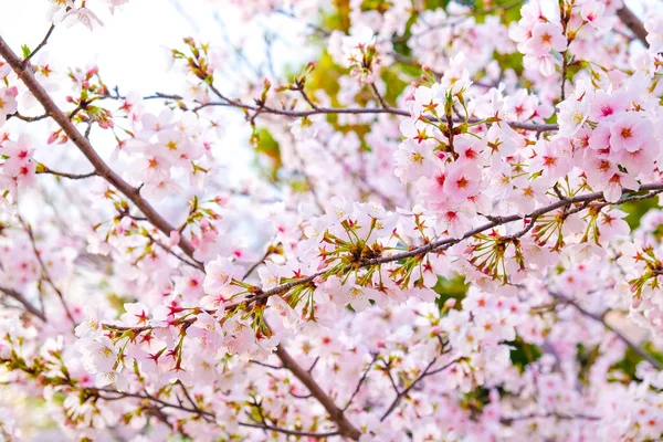 Japanese Pink Sakuraa Blossom Blooming Flower Tree Branch Sky Background — Stock Photo, Image