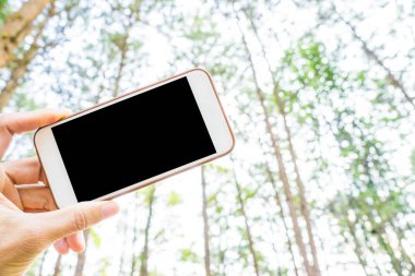 Elini tut çam ormanı tatil arka plan fotoğraf çekmek için smartphone