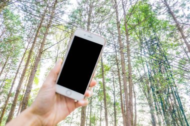 Elini tut çam ormanı tatil arka plan fotoğraf çekmek için smartphone