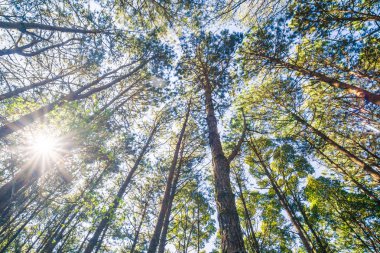 Çam ağacı orman güneşli gün mavi gökyüzü doğa arka plan manzara
