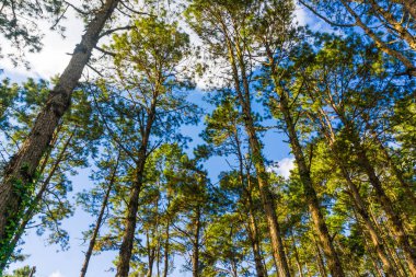 Çam ağacı orman güneşli gün mavi gökyüzü doğa arka plan manzara