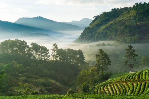 Mountain layer sunrise with fog cloud morning sky, Nature landscape