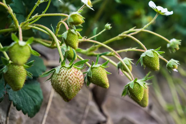 Strawberry plantation farm with fruit in soil row organic food