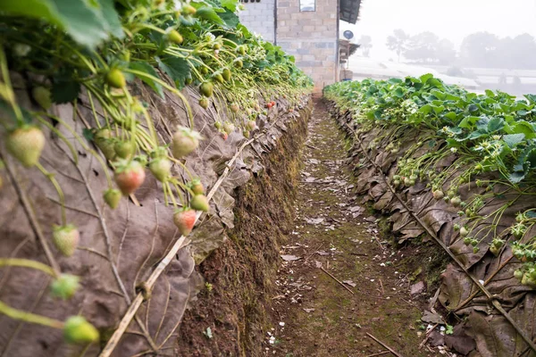 Strawberry plantation farm with fruit in soil row organic food