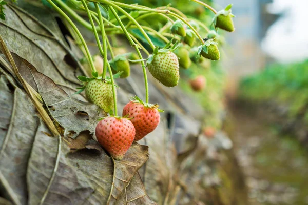 Strawberry Plantation Farm Fruit Soil Row Organic Food — Stock Photo, Image