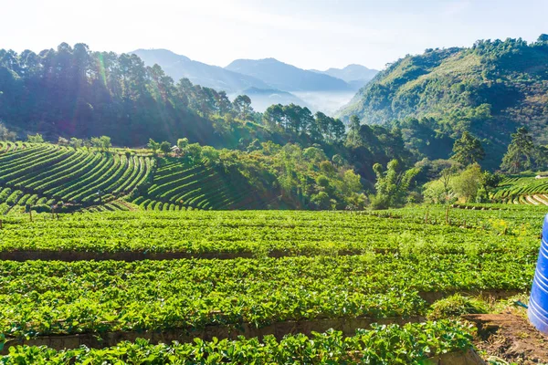 Strawberry green plantation field fruit industry in morning