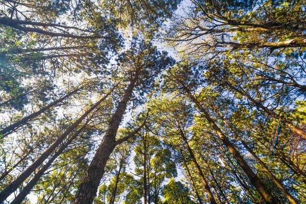 Paisagem Pinheiros Floresta Dia Ensolarado Céu Azul Natureza Fundo — Fotografia de Stock