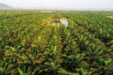 Palmiye yağı ekim alanı alan arka plan Dağı, alternatif enerji
