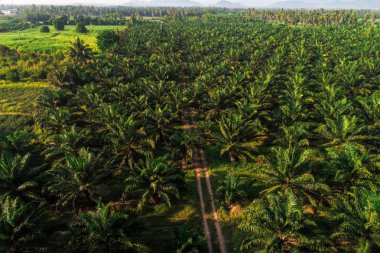 Hindistan cevizi hurma ağacı planttion desen havadan görünümü doğa arka plan