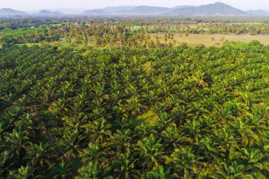 Hindistan cevizi hurma ağacı planttion desen havadan görünümü doğa arka plan