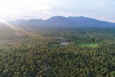 Coconut palm ağacı ekimi alanıyla yol havadan görünümü Tarım Tohum Sanayi