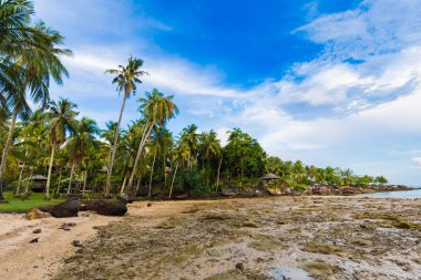 Tropikal plaj sabah doğası üzerine Hindistan cevizi hurma ağacını görüntülemek Koh Kood Tayland