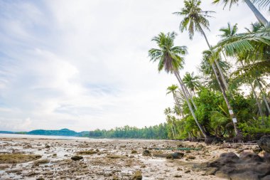 Tropikal plaj sabah doğası üzerine Hindistan cevizi hurma ağacını görüntülemek Koh Kood Tayland