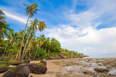 Tropikal plaj sabah doğası üzerine Hindistan cevizi hurma ağacını görüntülemek Koh Kood Tayland