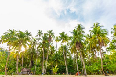 Tropikal plaj sabah doğası üzerine Hindistan cevizi hurma ağacını görüntülemek Koh Kood Tayland