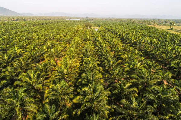 Luftaufnahme Von Landwirtschaftlichen Ölpalmen Plantage Feld Morgen Mit Sonnenlicht — Stockfoto