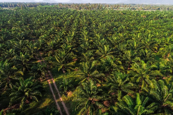 Luftaufnahme Von Landwirtschaftlichen Ölpalmen Plantage Feld Morgen Mit Sonnenlicht — Stockfoto