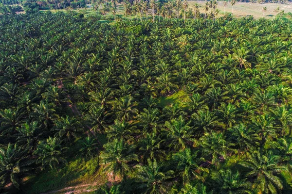 Kokospalmen Anpflanzungsmuster Aus Der Luft Natur Hintergrund — Stockfoto