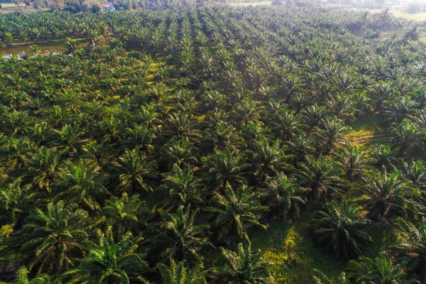 Agricultural industry oil palm tree platation aerial view