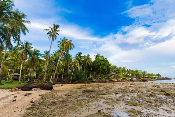 Tropikal plaj sabah doğası üzerine Hindistan cevizi hurma ağacını görüntülemek Koh Kood Tayland