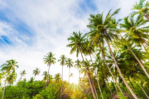 Tropikal plaj sabah doğası üzerine Hindistan cevizi hurma ağacını görüntülemek Koh Kood Tayland