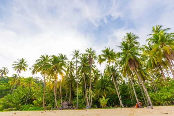 Palmera Coco Playa Tropical Mañana Vista Naturaleza Koh Kood Tailandia — Foto de Stock