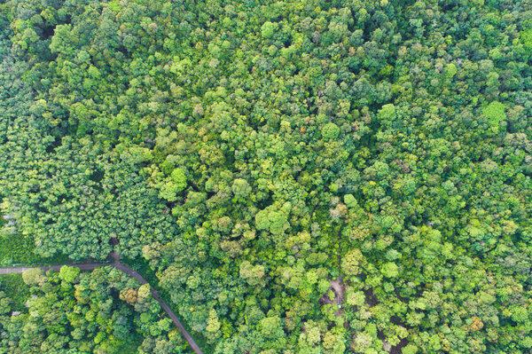 Green nature tropical deep forest aerial view