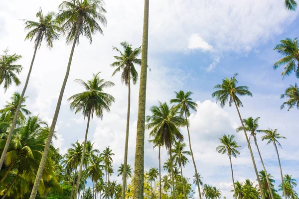 Hindistan cevizi hurma ağacı mavi gökyüzü arka planda Adası