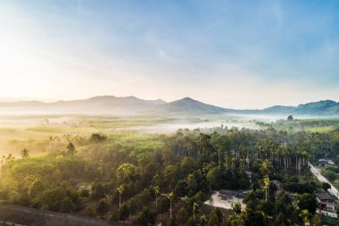 Manzara sabah gündoğumu tropikal orman sis hava manzaralı