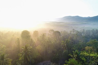 Manzara sabah gündoğumu tropikal orman sis hava manzaralı