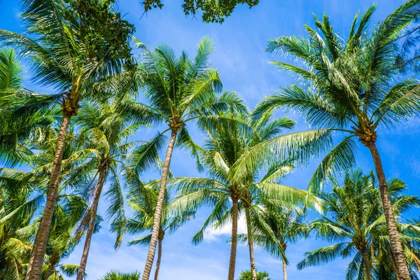 青空の日差しの日とココナッツヤシの木 夏の背景 — ストック写真