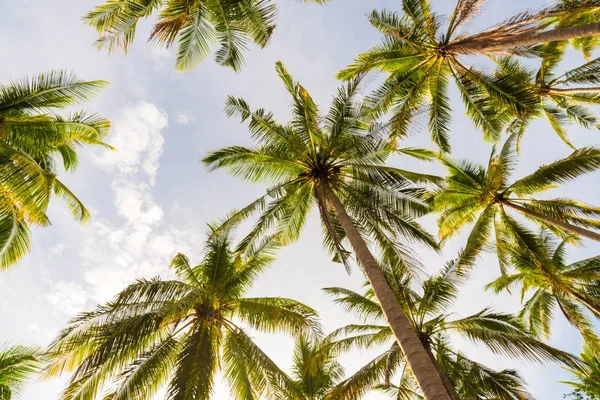 Palmera Coco Vista Ascendente Paisaje Natural Isla — Foto de Stock