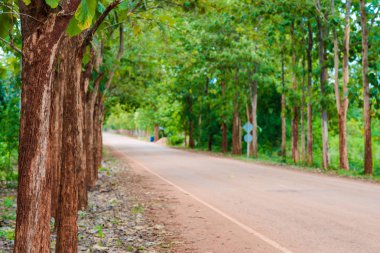 Tik ağacı ormanı kırsal yol barış manzarası doğa manzarası