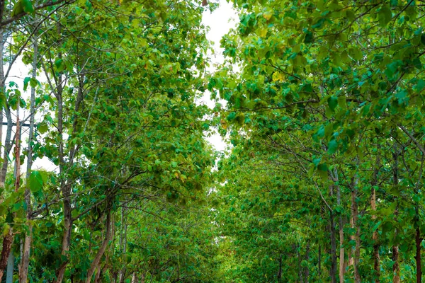 Teak Tree Forest Rural Road Peace Scene Nature Landscape — Stock Photo, Image