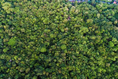 Yeşil ağaç derin tropikal yağmur ormanları insansız hava aracının arka planından aşağıya bakıyor.