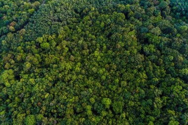 Yeşil ağaç derin tropikal yağmur ormanları insansız hava aracının arka planından aşağıya bakıyor.