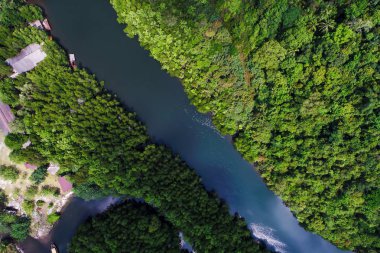 Nehirde tropik mangrov yeşil ağaç orman havadan görünümü