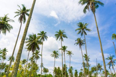 Hindistan cevizi hurma ağacı mavi gökyüzü arka planda Adası
