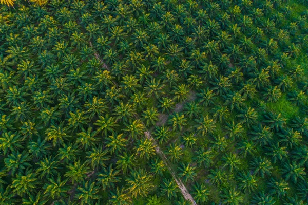 Palmier Huile Plantation Champ Vert Arrière Plan Industrie Agricole Vue — Photo