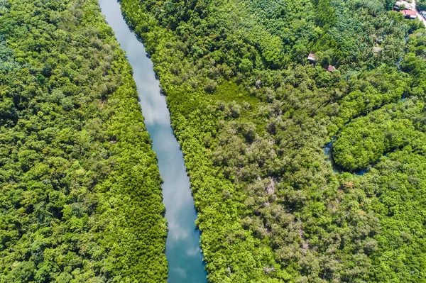 Nehirde Tropik Mangrov Yeşil Ağaç Orman Havadan Görünümü — Stok fotoğraf