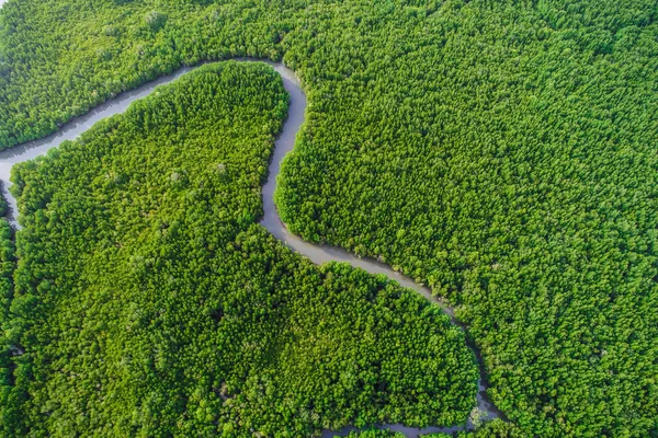 Aerial view green mangrove tropical forest swamp line to sea Thailand