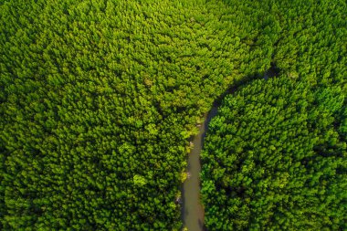 Yeşil mangrov ekoloji yağmur ormanları Orman Doğa Manzara havadan görünümü