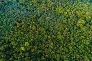 Yeşil ağaç tropicl rainforest Island hava görünümünü sabah doğa manzara üzerinde