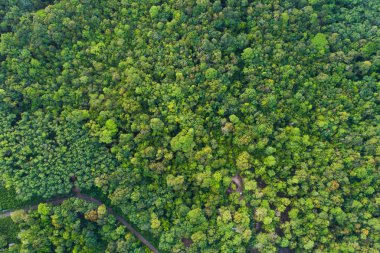Yeşil ağaç tropicl rainforest Island hava görünümünü sabah doğa manzara üzerinde