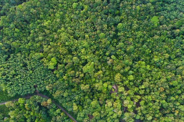 Gröna Träd Tropicl Regnskog Flygfoto Morgon Natur Landskap — Stockfoto