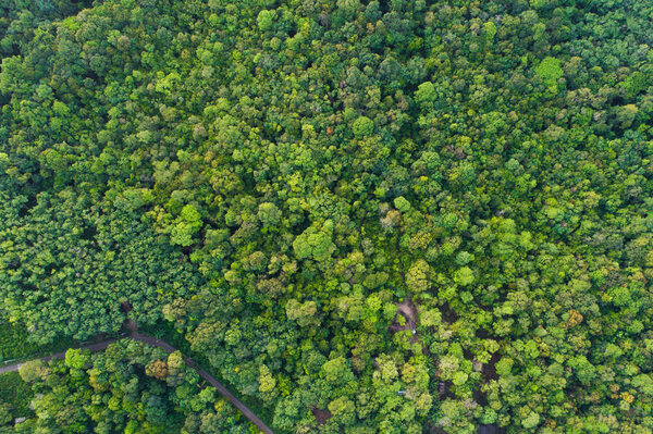 Green tree tropicl rainforest on island aerial view in morning nature landscape