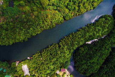 Nehirde tropik mangrov yeşil ağaç orman havadan görünümü